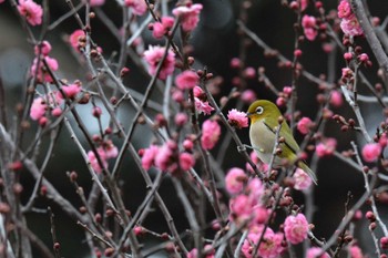 メジロ 神代植物公園 2023年1月14日(土)