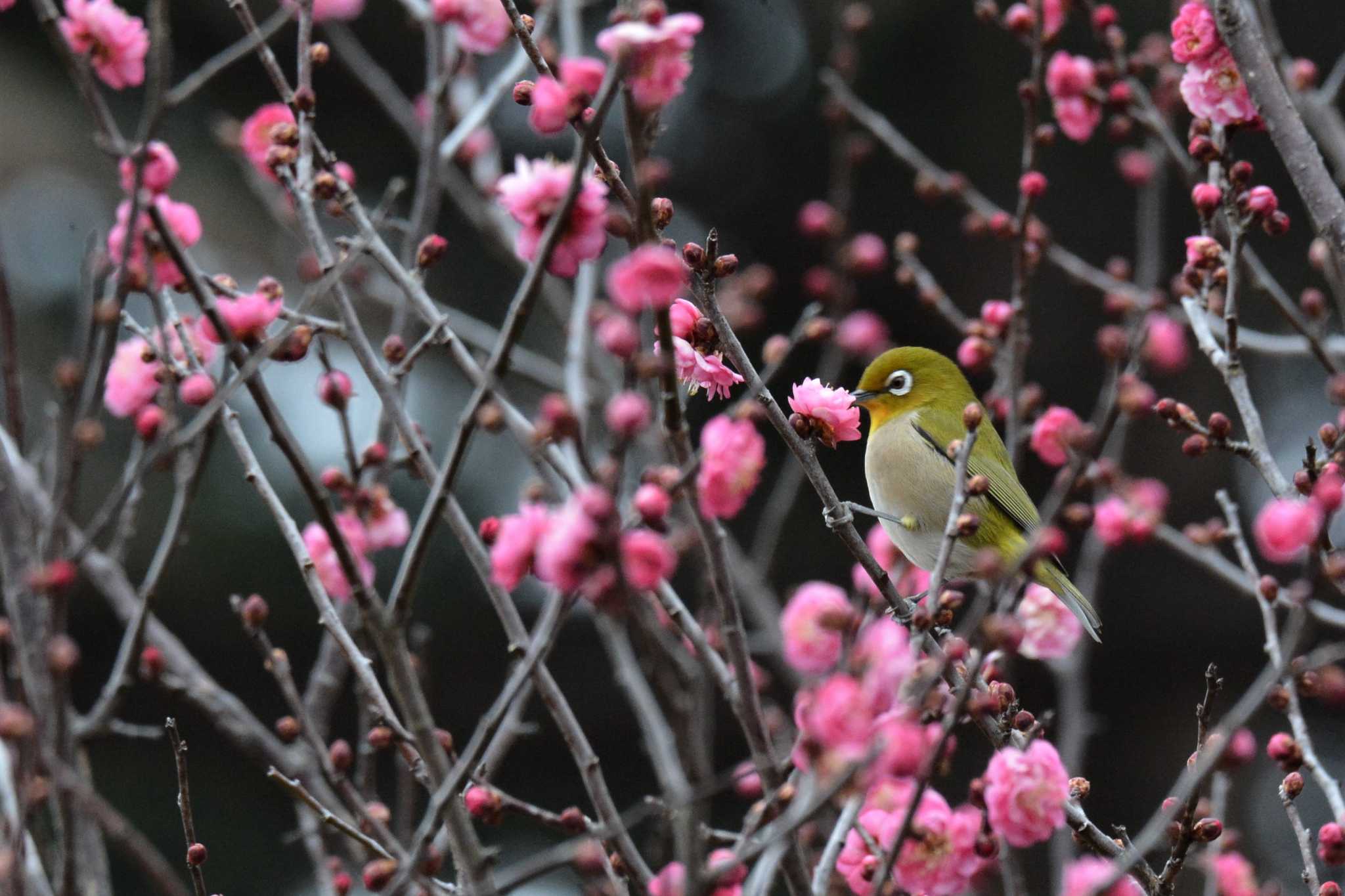 神代植物公園 メジロの写真 by geto