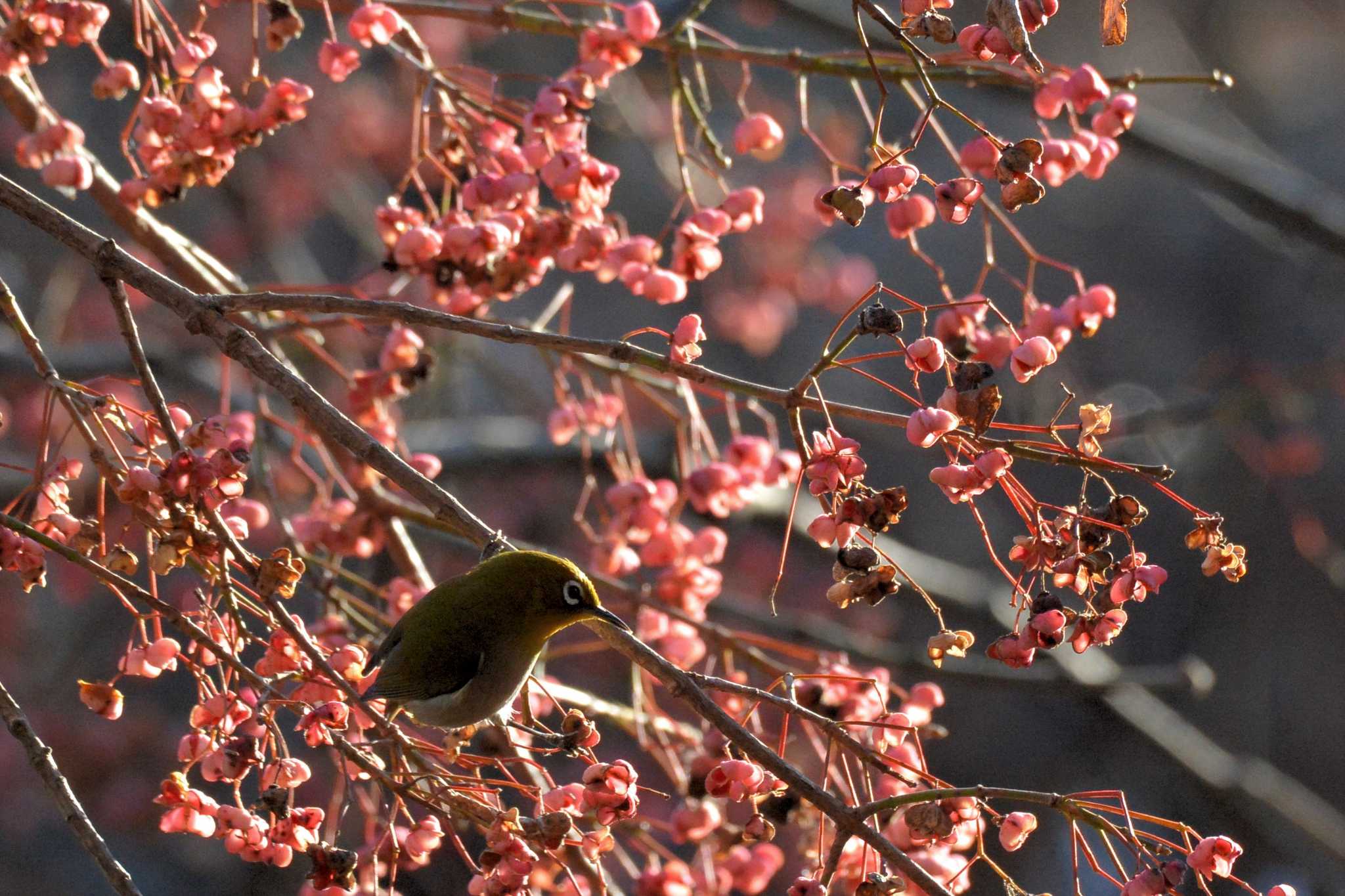 神代植物公園 メジロの写真 by geto