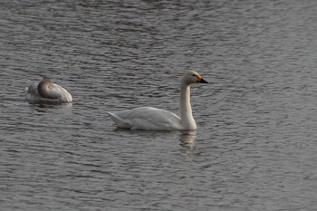 Tundra Swan 乙戸沼公園 Fri, 1/13/2023