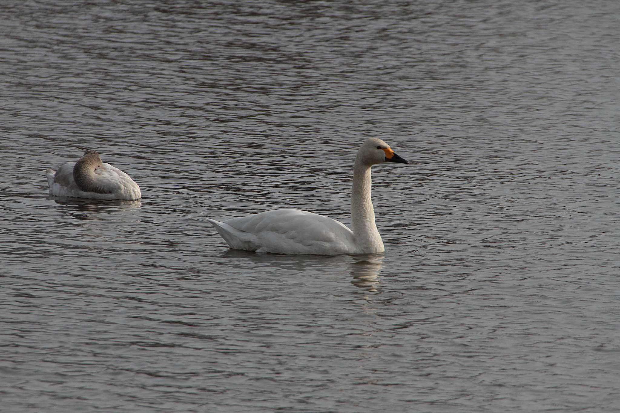 Photo of Tundra Swan at 乙戸沼公園 by Simo