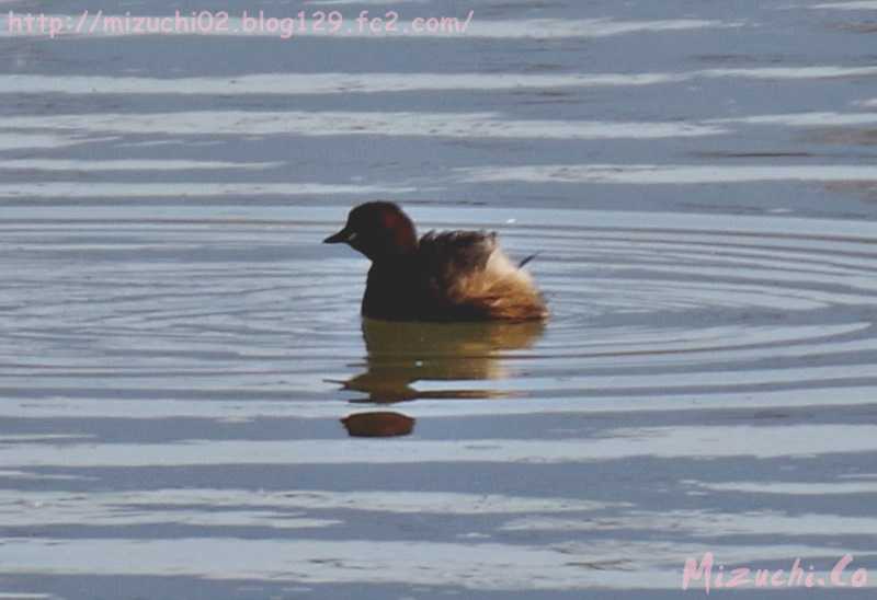 Little Grebe