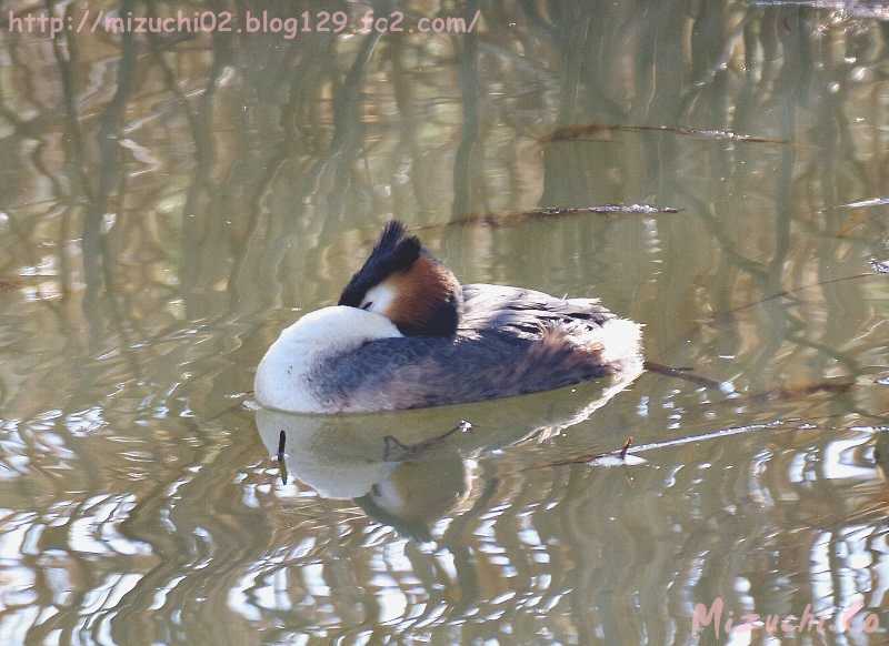 Great Crested Grebe