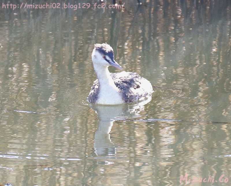 Great Crested Grebe