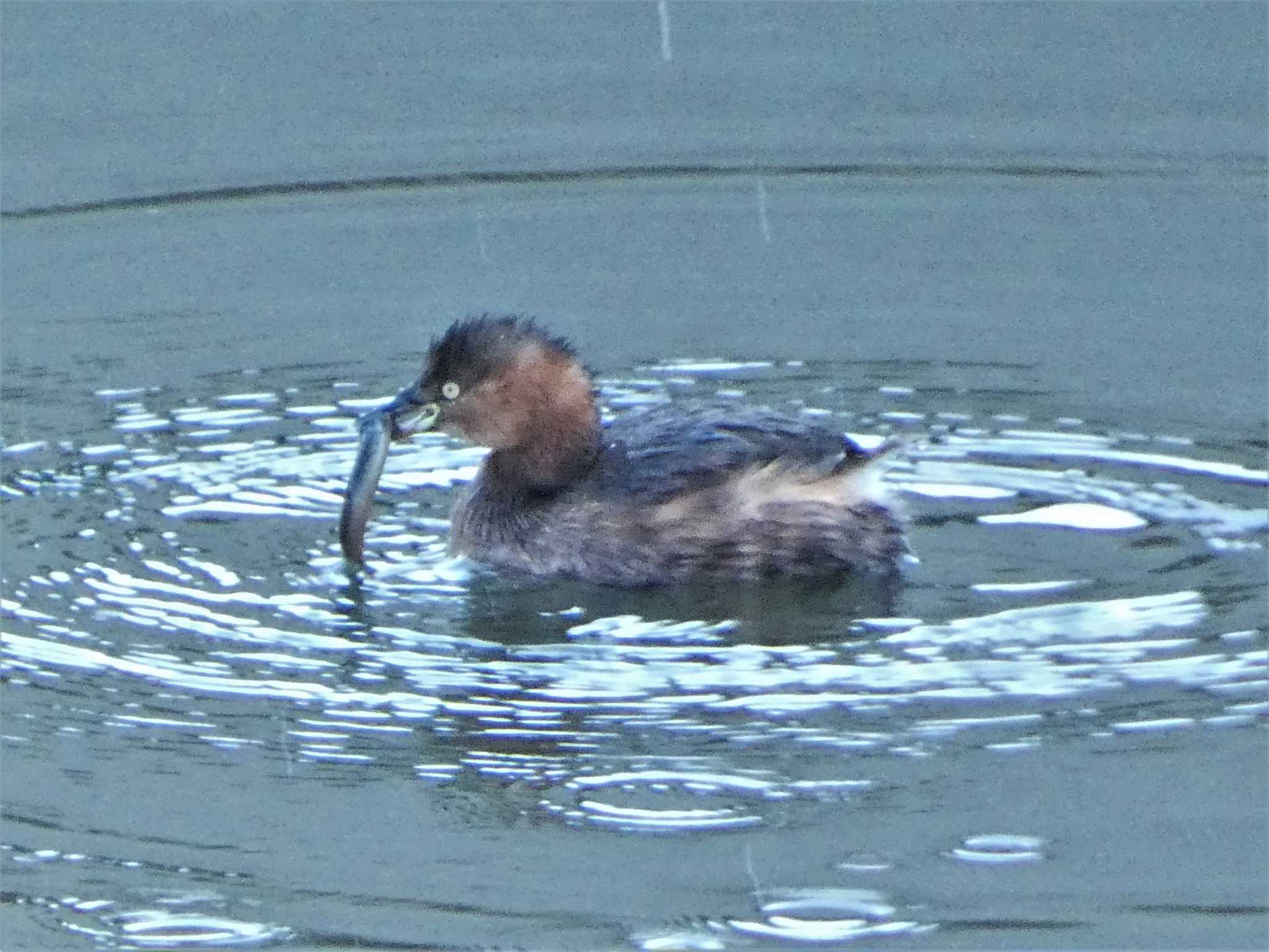 Little Grebe