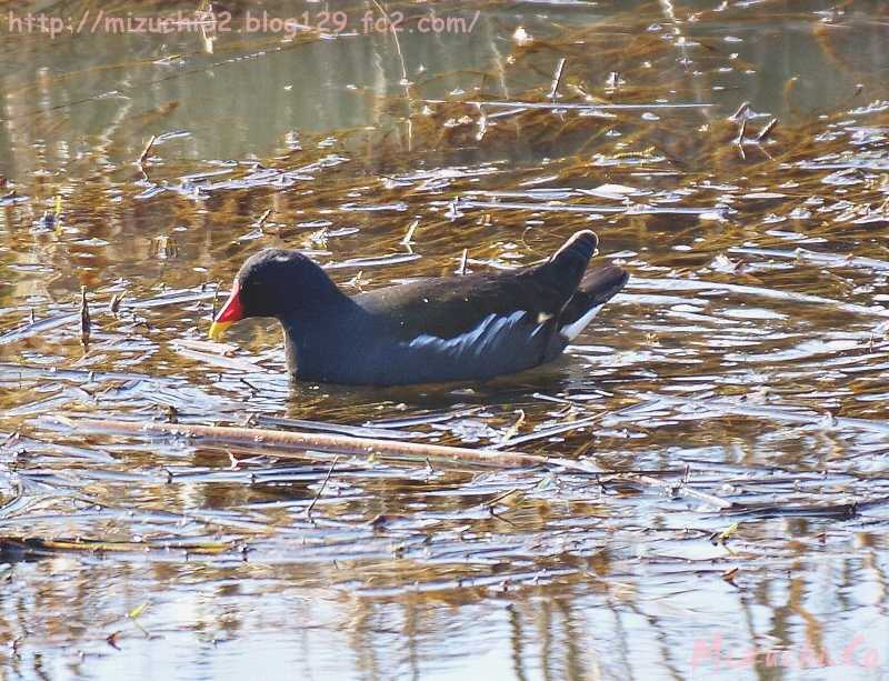 Common Moorhen