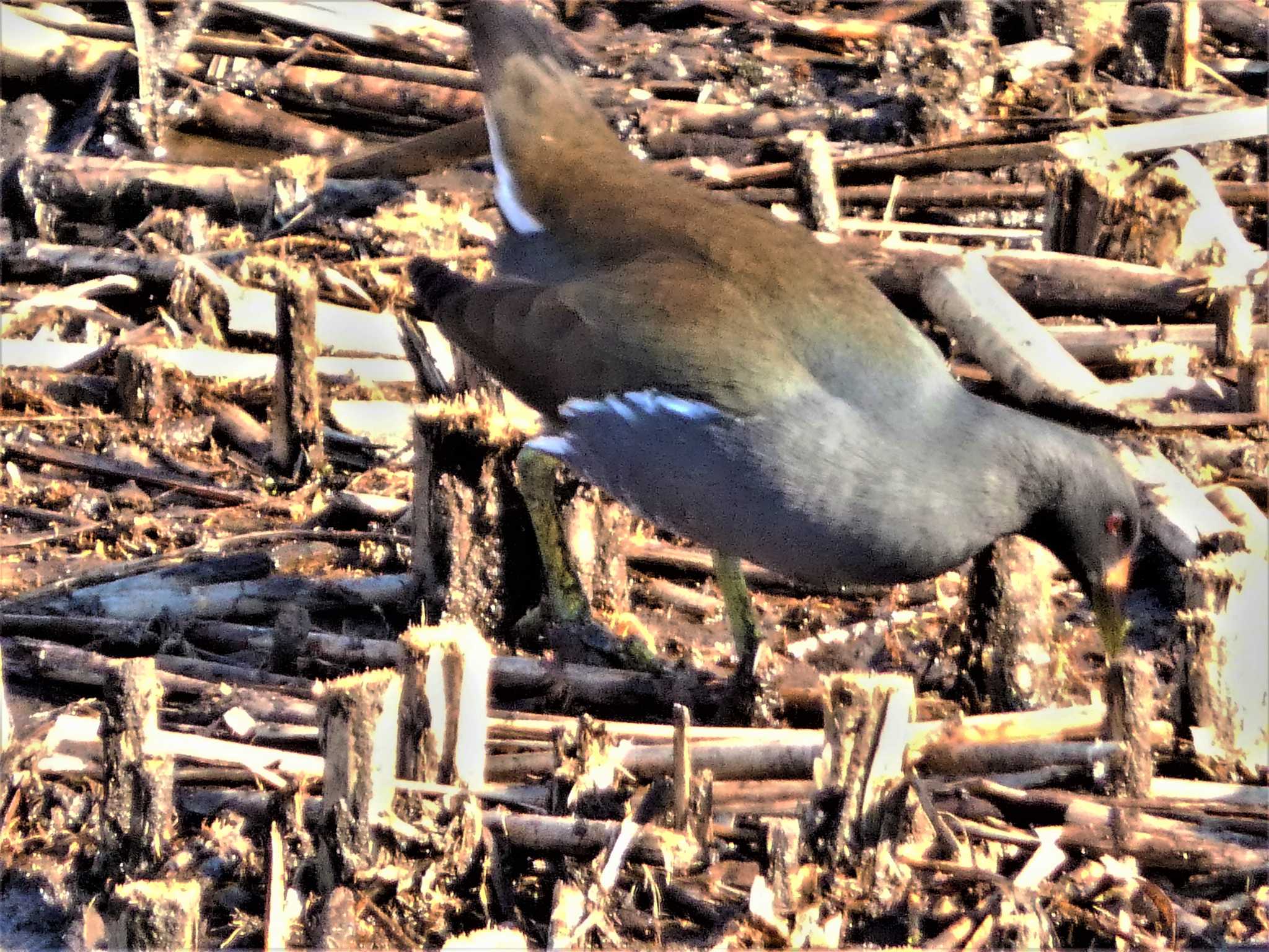 Common Moorhen