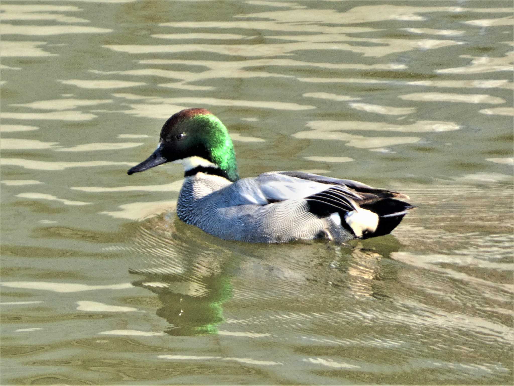 Falcated Duck