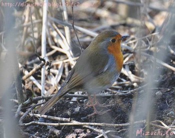 European Robin スイス Sat, 3/24/2018