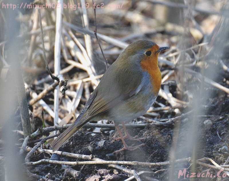 European Robin