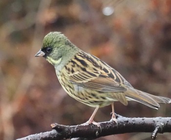 Masked Bunting 鈴鹿青少年の森(三重県) Sat, 1/14/2023