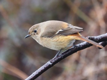 Daurian Redstart 鈴鹿青少年の森(三重県) Sat, 1/14/2023