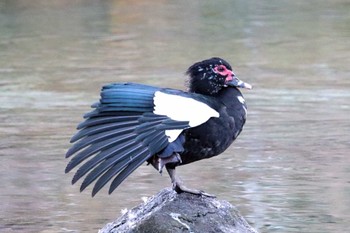 ノバリケン 檜町公園(東京ミッドタウン) 2023年1月3日(火)