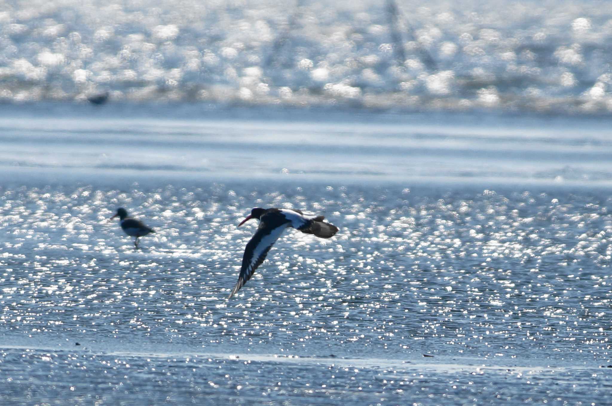 Photo of Eurasian Oystercatcher at 千葉県 by bea