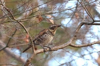 未同定 場所が不明 2023年1月8日(日)