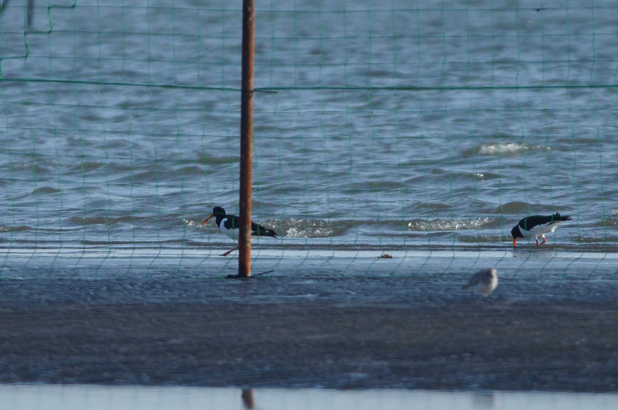 Eurasian Oystercatcher