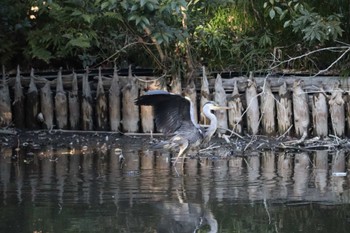 アオサギ 和田堀公園 2023年1月9日(月)