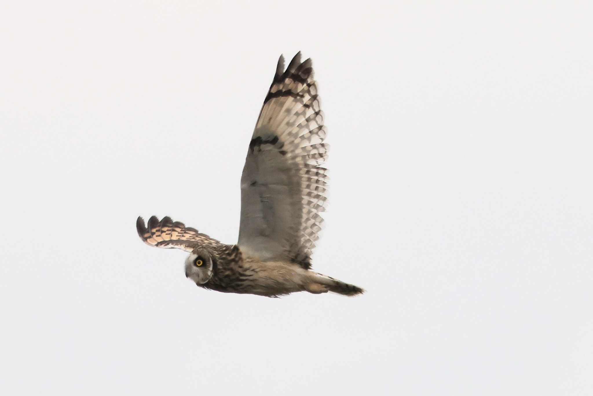 鍋田干拓地 コミミズクの写真 by toshi