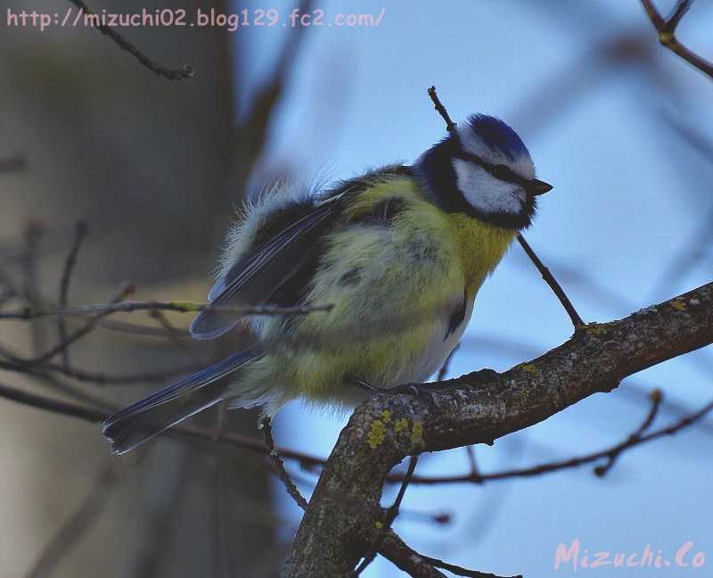 Eurasian Blue Tit