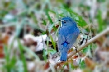 ルリビタキ 狭山湖トトロの森 2023年1月5日(木)