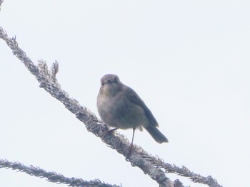 Pink Robin