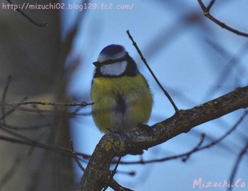 Eurasian Blue Tit スイス Sat, 3/24/2018