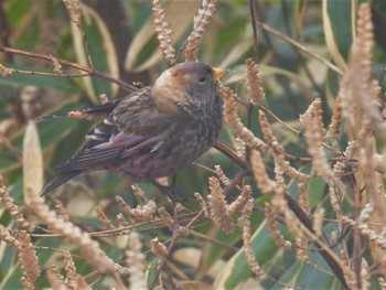 Sat, 1/14/2023 Birding report at Mt. Tsukuba