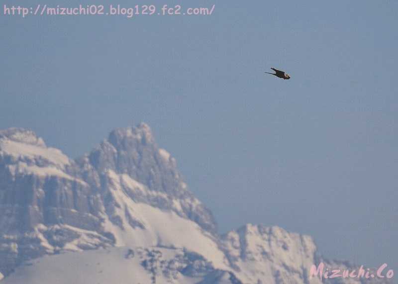 Common Kestrel