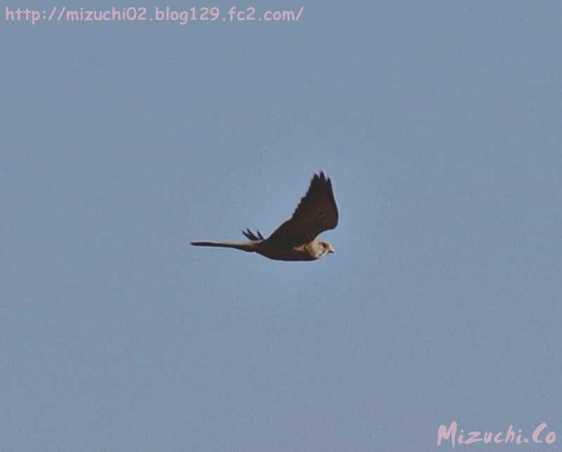 Common Kestrel