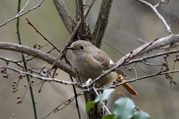 Daurian Redstart 岩藤新池 Mon, 1/2/2023