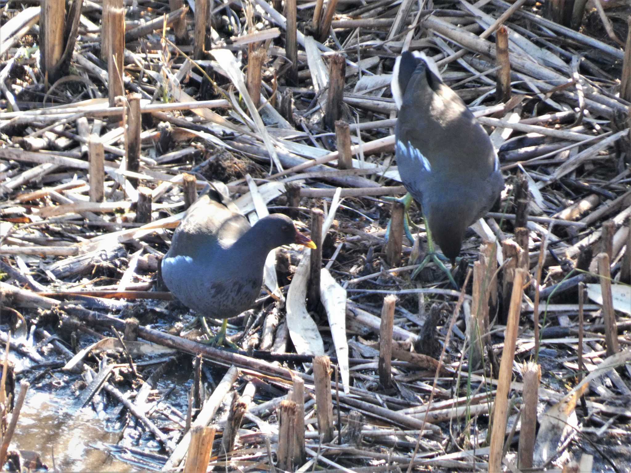 Common Moorhen