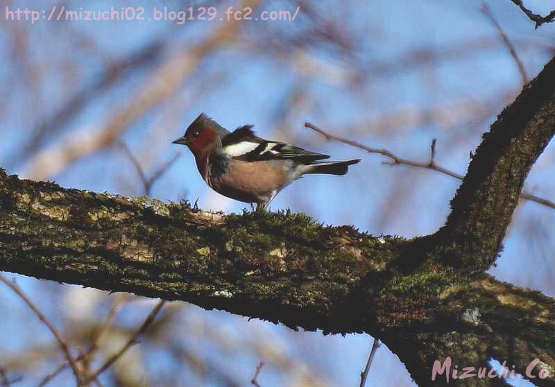 Eurasian Chaffinch