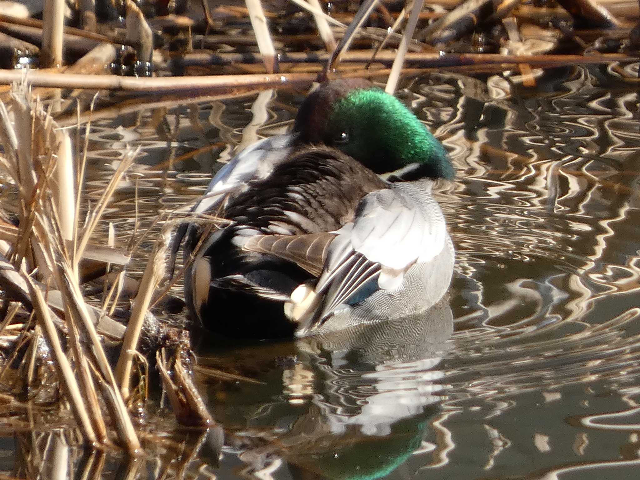 Falcated Duck