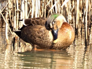 2023年1月7日(土) 舞岡公園の野鳥観察記録