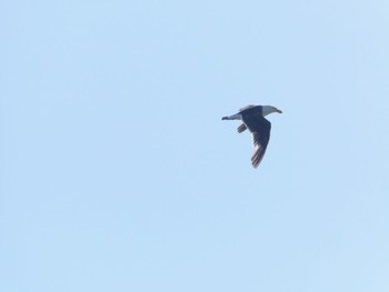 ハシブトカモメ Tamar Island Wetland, Riverside, Tasmania, Australia 2023年1月6日(金)