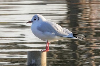 ユリカモメ 水元公園 2023年1月8日(日)