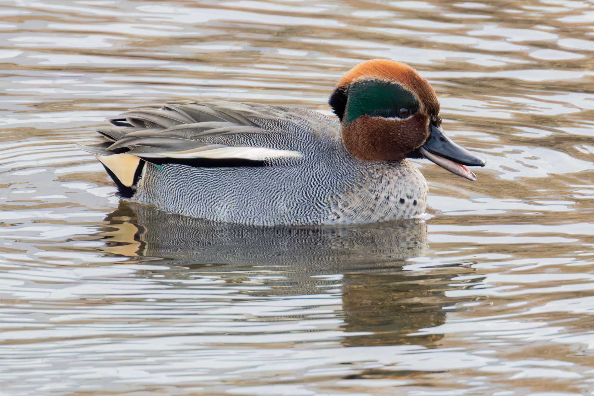 Eurasian Teal