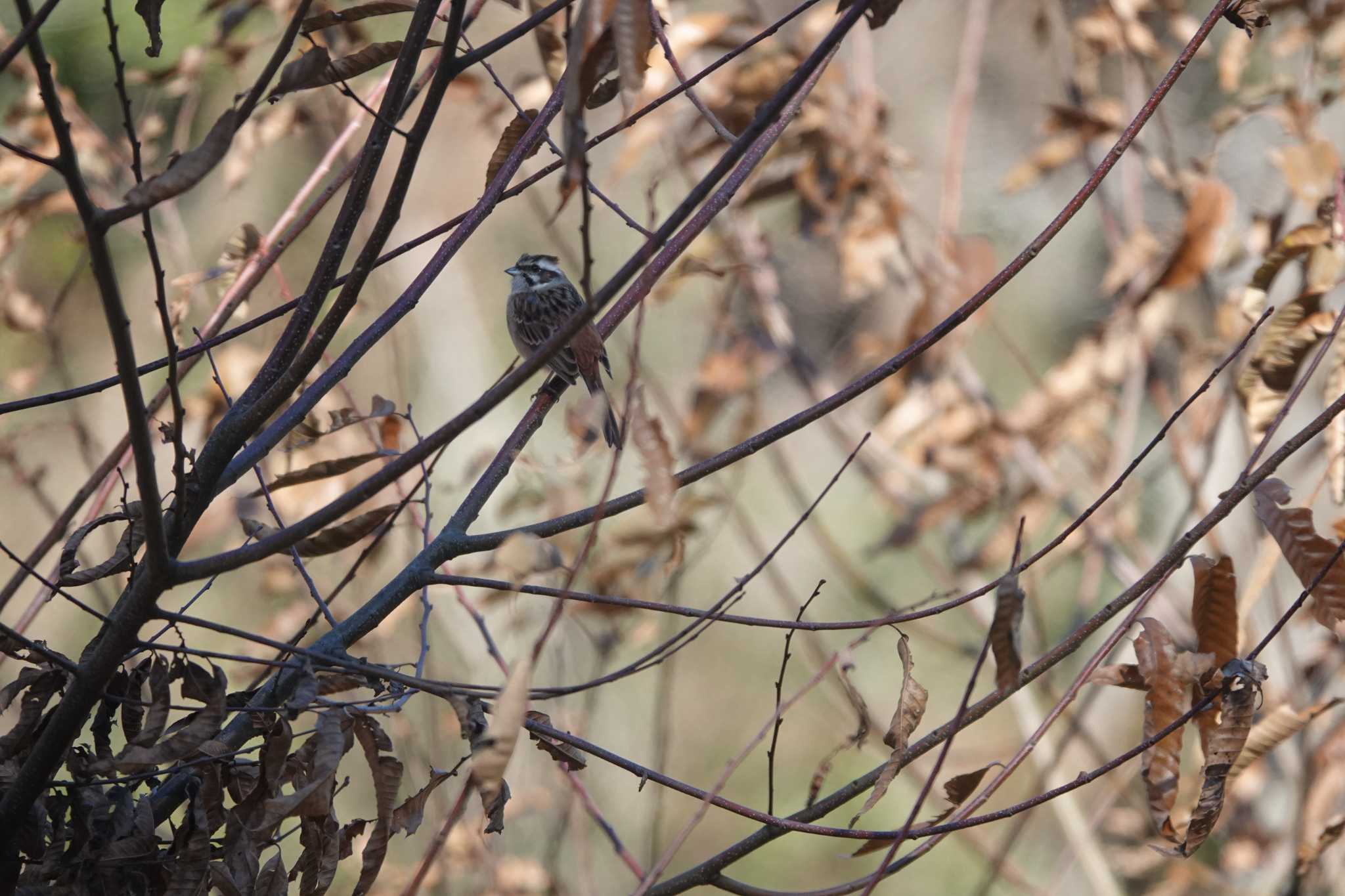 Photo of Meadow Bunting at 犬飼滝 by mikanbakery