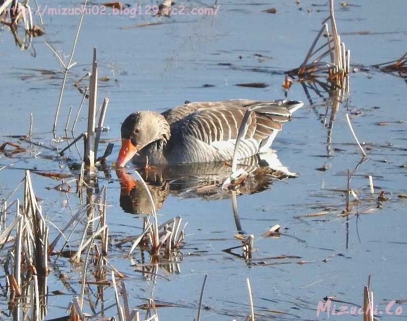 Greylag Goose