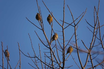 Grey-capped Greenfinch 犬飼滝 Wed, 1/4/2023