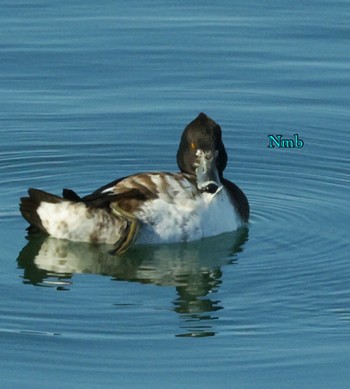 Tufted Duck Unknown Spots Unknown Date