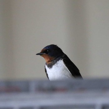 Barn Swallow 伊勢原市 Wed, 5/27/2020