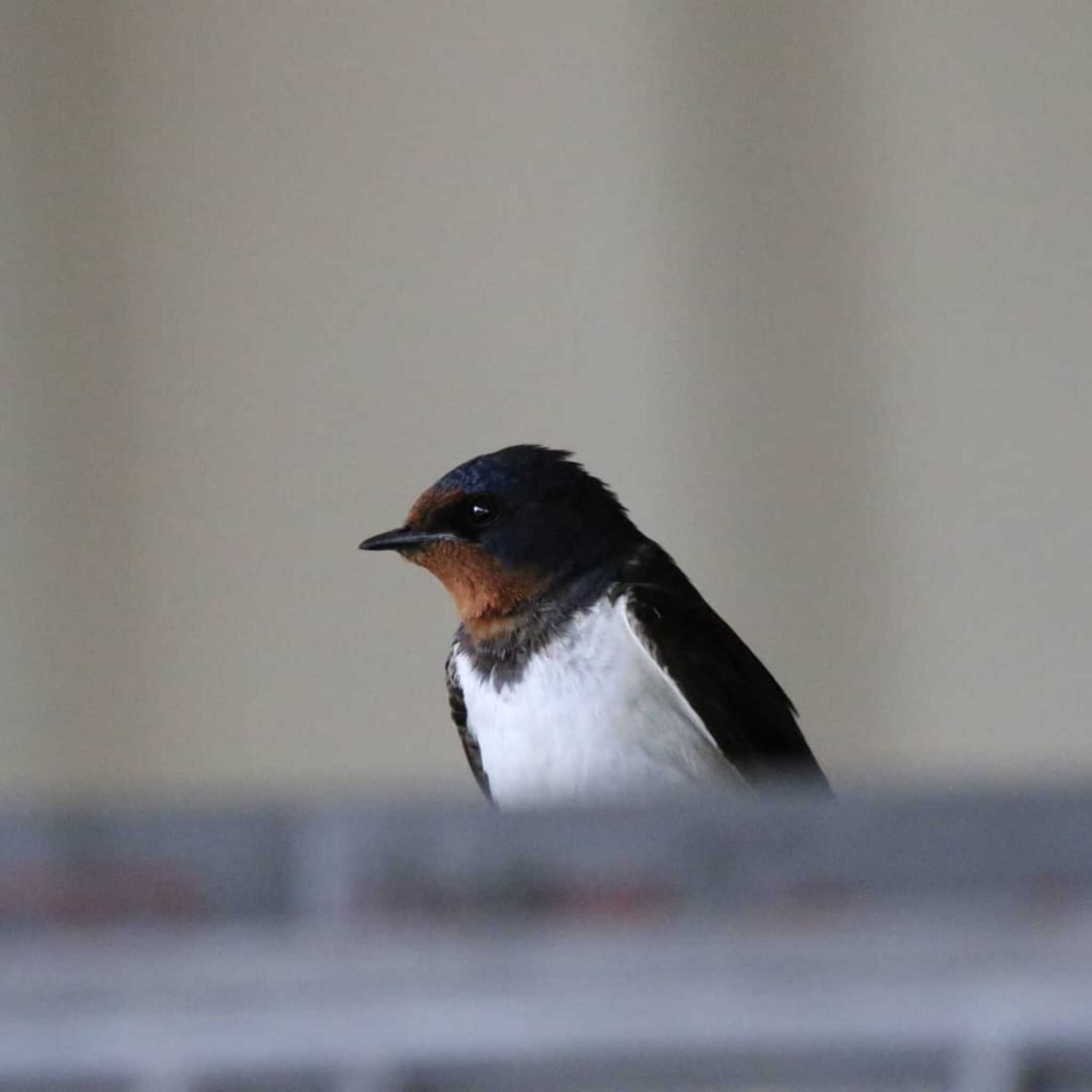 Photo of Barn Swallow at 伊勢原市 by Tak4628