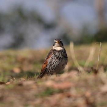 Dusky Thrush Koboyama Park Tue, 2/4/2020