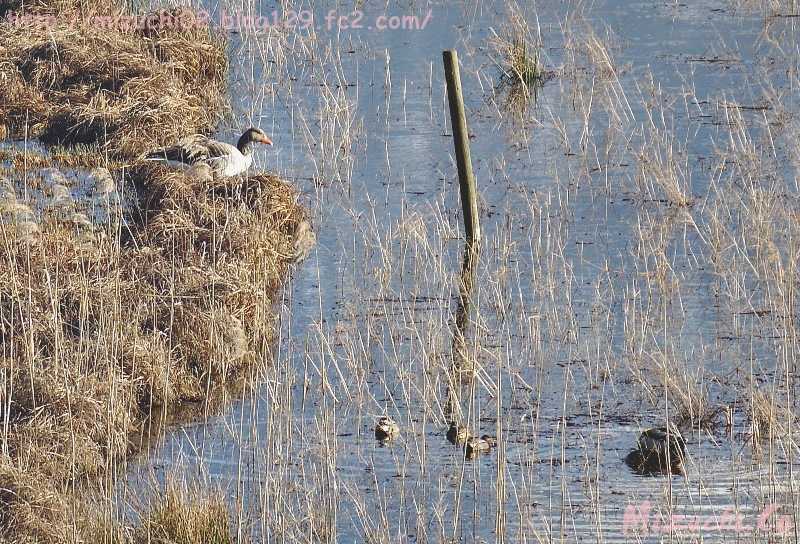 Eurasian Teal