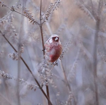 Siberian Long-tailed Rosefinch Hayatogawa Forest Road Tue, 2/12/2019