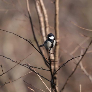 Japanese Tit Koboyama Park Tue, 1/21/2020