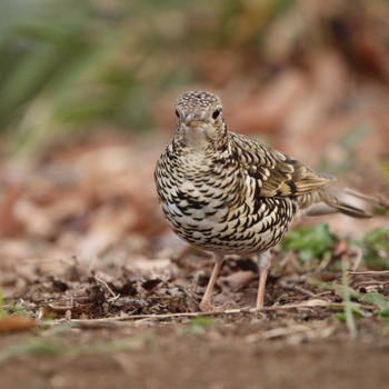 White's Thrush Koboyama Park Tue, 2/19/2019