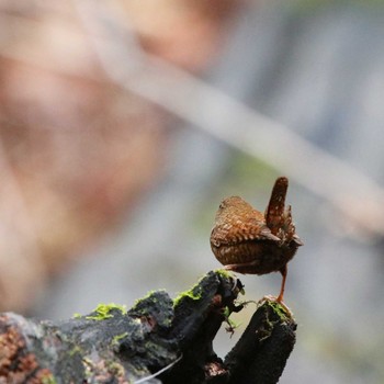 Eurasian Wren 丹沢大山 Tue, 3/5/2019