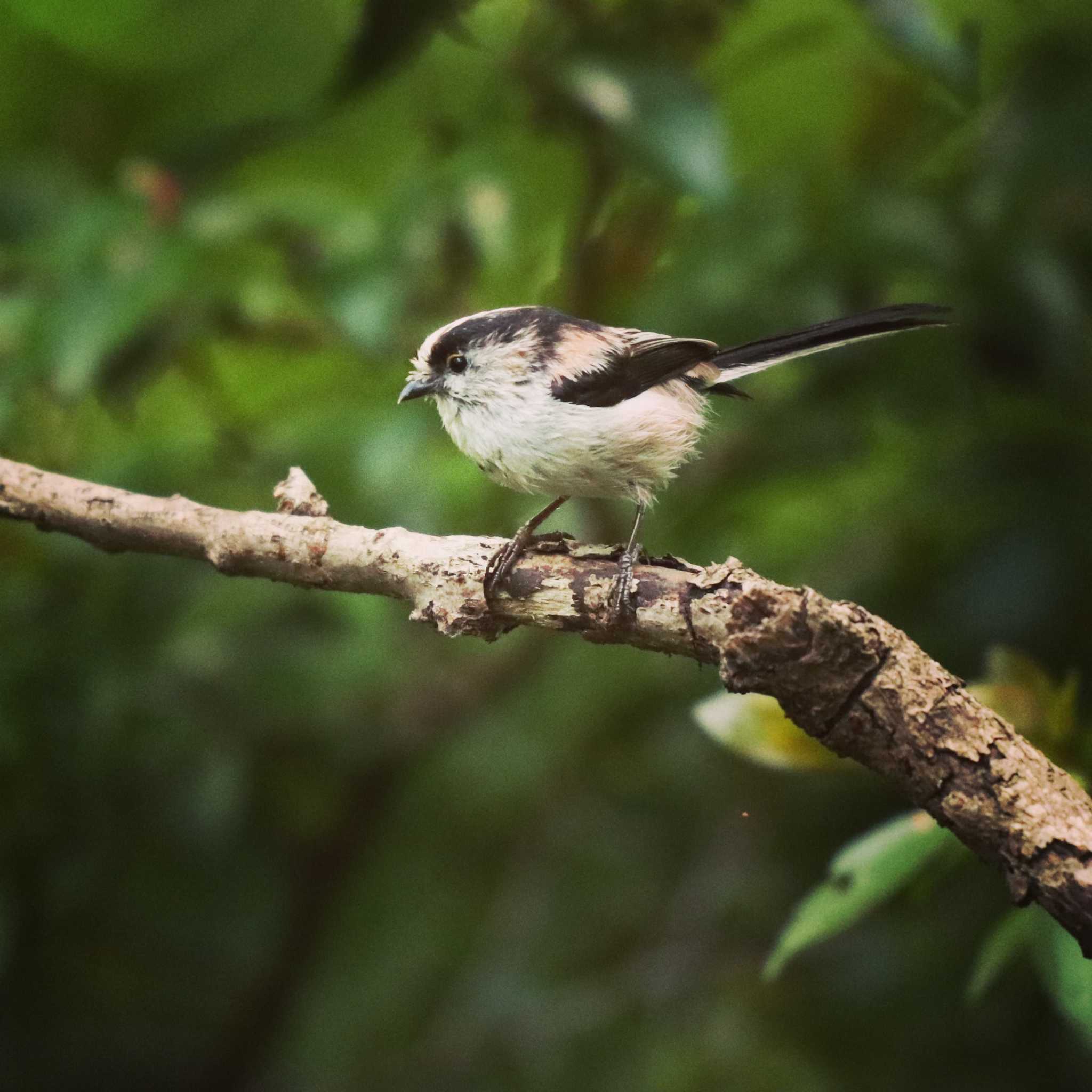 Photo of Long-tailed Tit at Koboyama Park by Tak4628